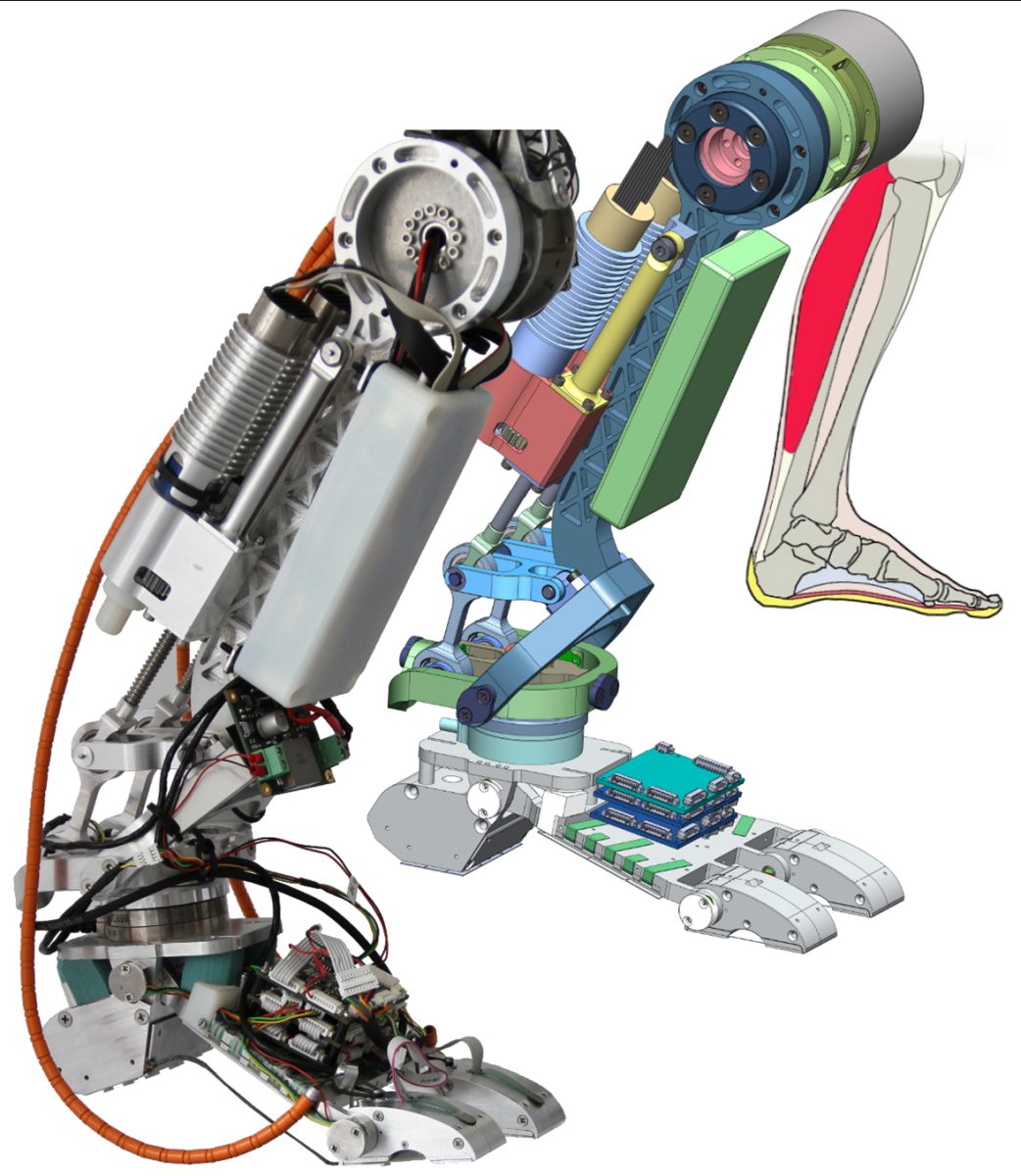 Crean Un Diminuto Robot Que Nada Utilizando M Sculos Vivos En Lugar De Motores Lo Controlan Con Luz Y Consigue Atravesar Un Laberinto Acu Tico