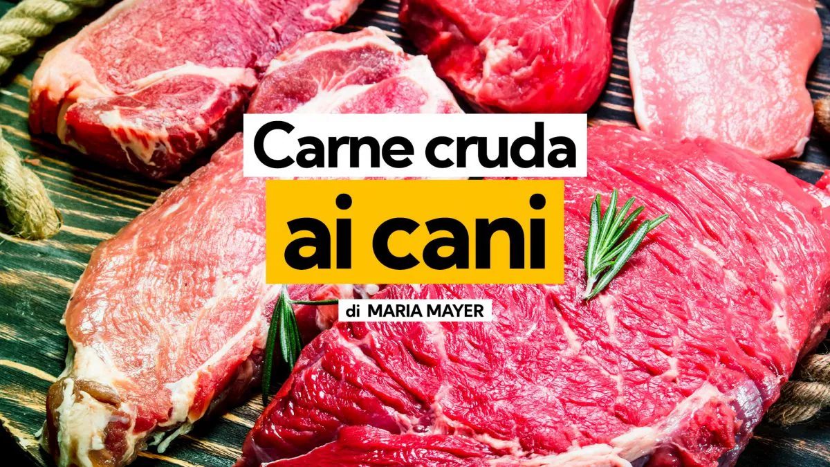 La Peligrosa Dieta De Carne Cruda Que Gana Seguidores En Redes Sociales Qu Dice La Ciencia Sobre Sus Riesgos