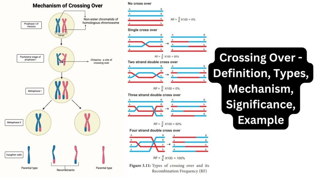 Innovaci N Y Biotecnolog A El Conicet Presente En Crossing Over Latam Bioexpo 2026